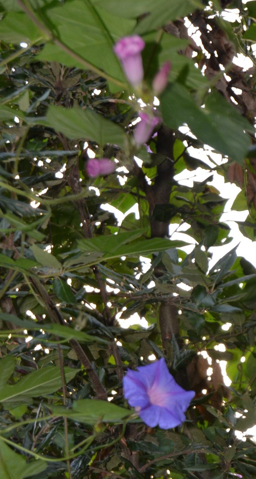 Ipomoea indica / Campanella perenne